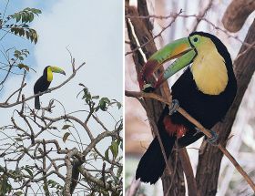 Toucans Cerro Ancon Panama City bird watching – Best Places In The World To Retire – International Living